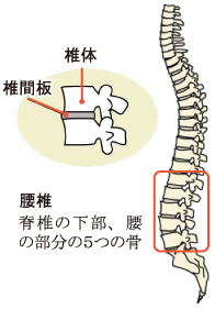 腰椎・椎体・椎間板